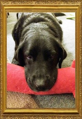 Mia Macerelli 2006-2016